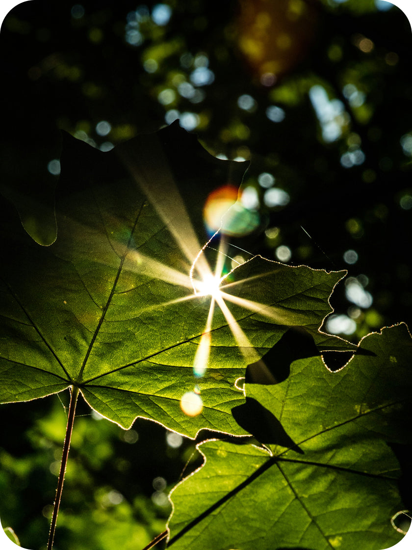 Sunlight filtering through green leaves with a blurred background